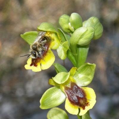 Abeille sur Ophrys lutea