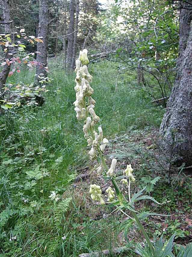 Aconit tue loup - Aconitum vulparia - Renonculaceae