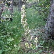 Aconit tue loup - Aconitum vulparia - Renonculaceae