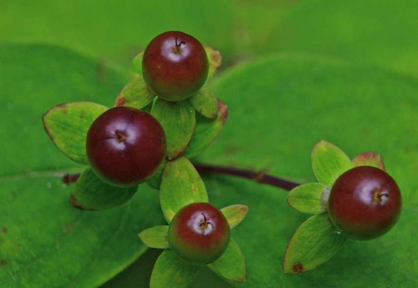 Androsème fruits