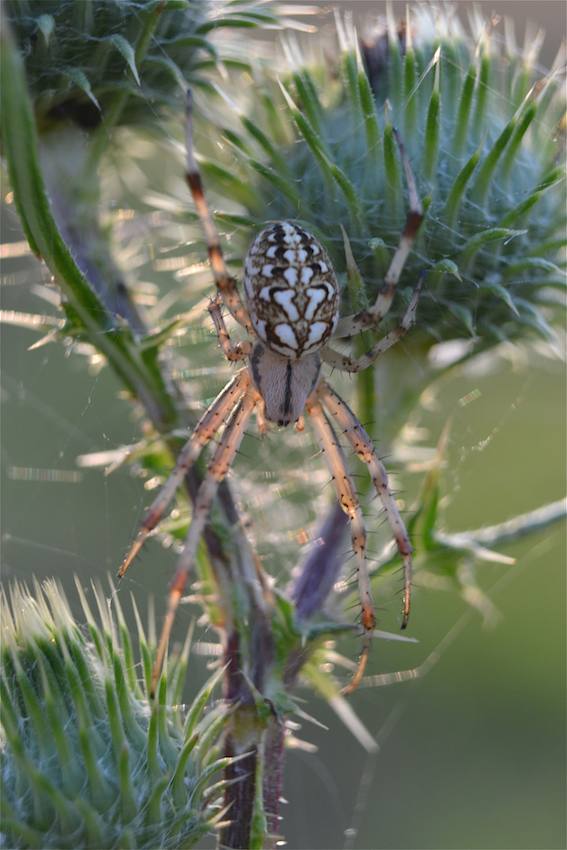 Araignée Epeire
