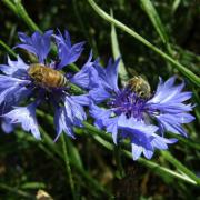 Bleuet et abeilles - Centaurea cyanus
