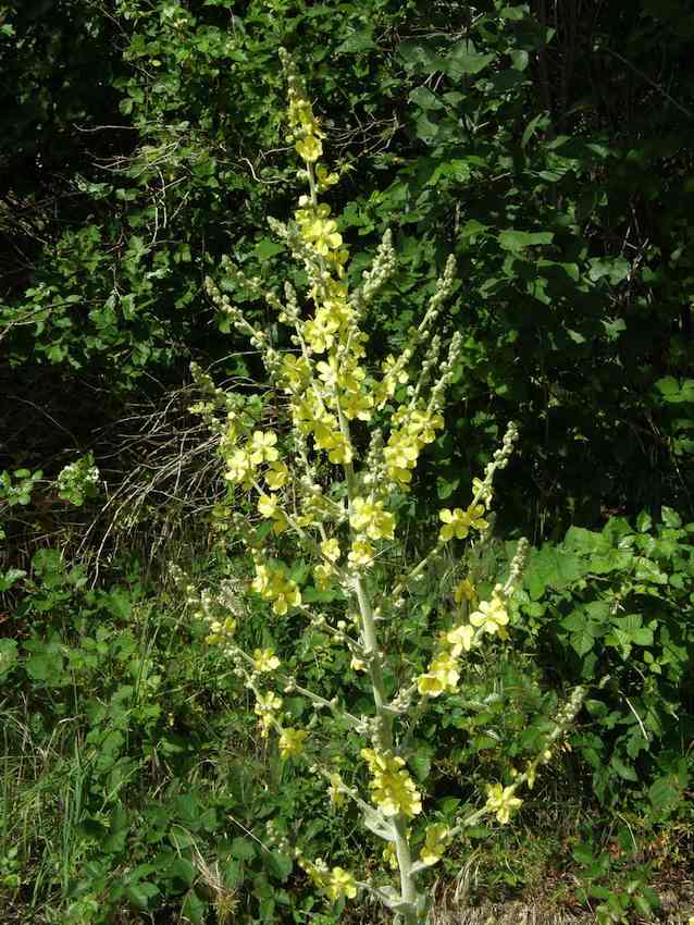 Bouillon blanc - Verbascum densiflorum 