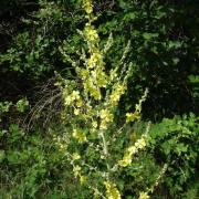 Bouillon blanc - Verbascum densiflorum 