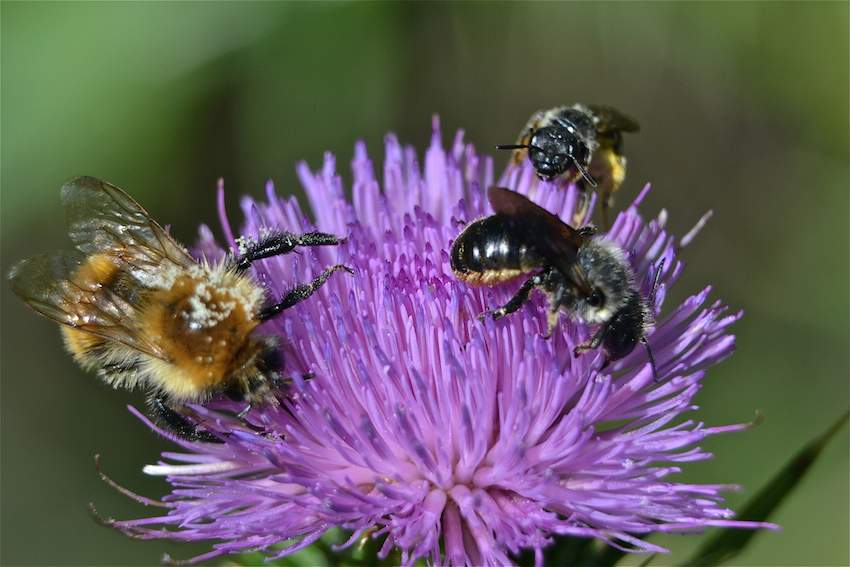 Bourdon et abeille récoltant le pollen