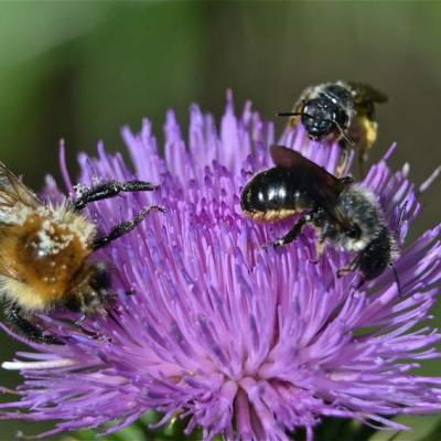 Bourdon et abeille récoltant le pollen