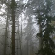 Brouillard aux Enfournats