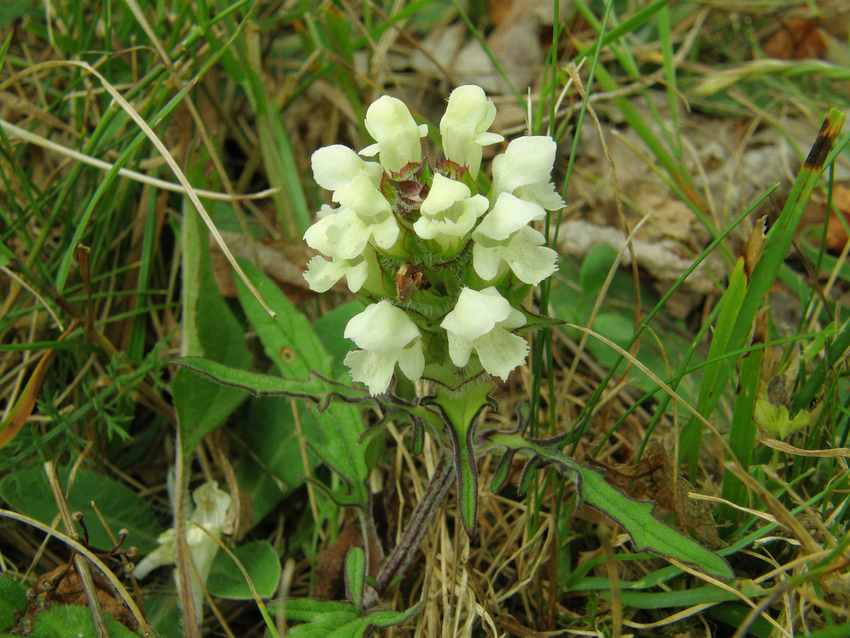Brunelle blanche - Polygonum alpinum