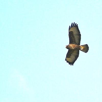Buse variable 2