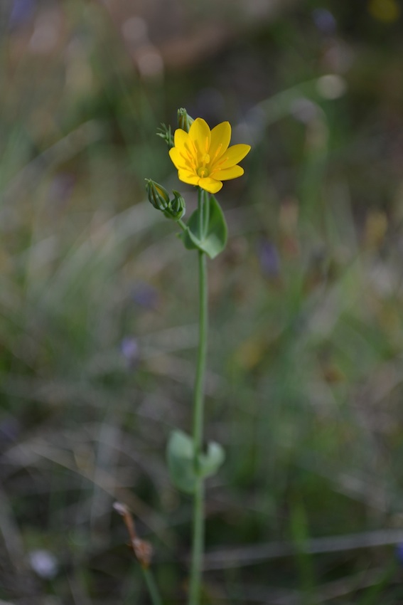 Centaurée jaune - Blackstonia perfoliata 1