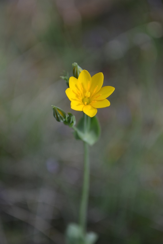 Centaurée jaune - Blackstonia perfoliata 2