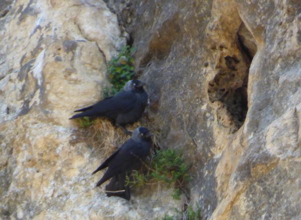 Choucas des tours 2