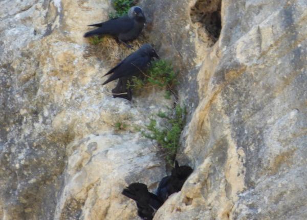 Choucas des tours 3