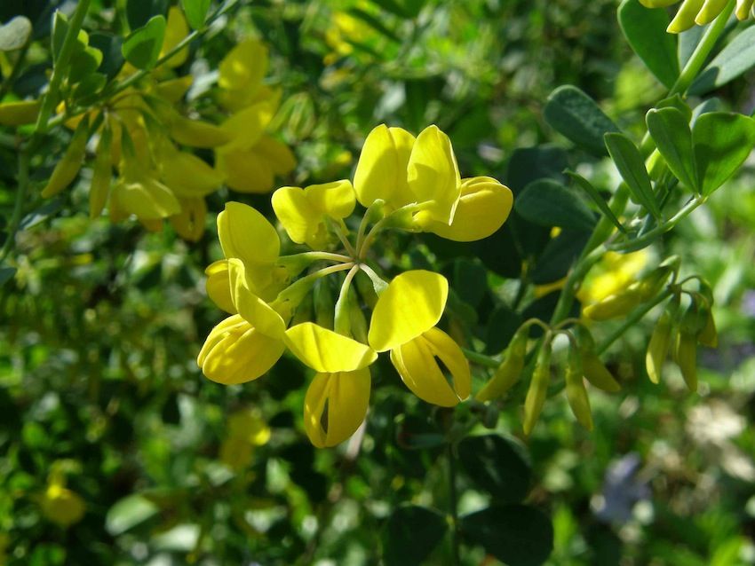 Coronille- Coronilla Sp - Fabaceae