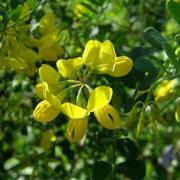 Coronille- Coronilla Sp - Fabaceae