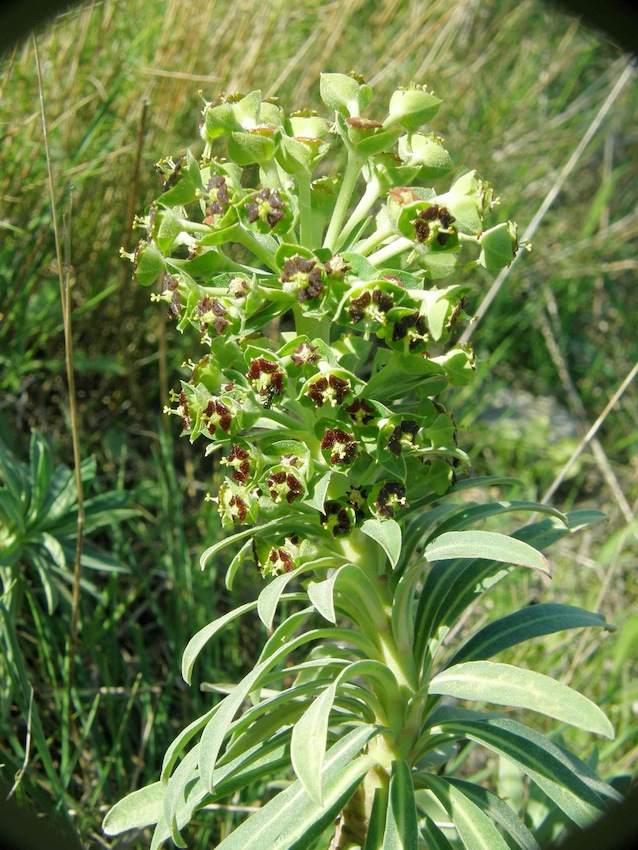 Euphorbe chariacas - Euphorbia chariacas - Euphorbiaceae
