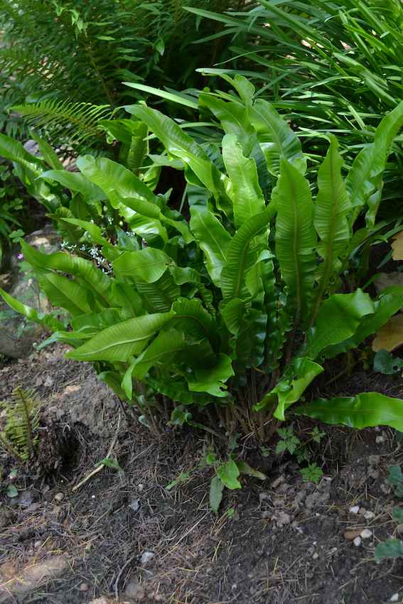 Fougère Scolopendre - Asplenium scolopendrium