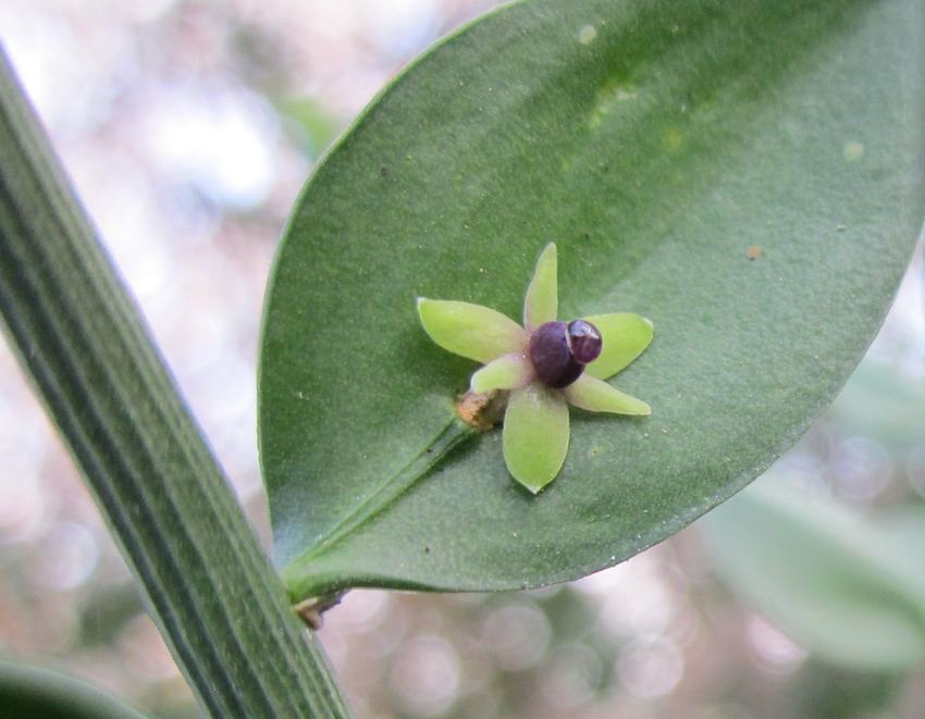 Fragon - fleur du petit houx