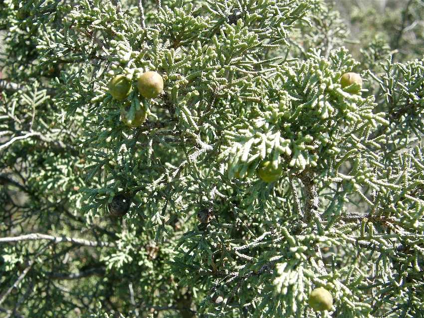 Genévrier de Phénicie - Juniperus phoenicea - Cupressaceae