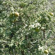 Genévrier de Phénicie - Juniperus phoenicea - Cupressaceae