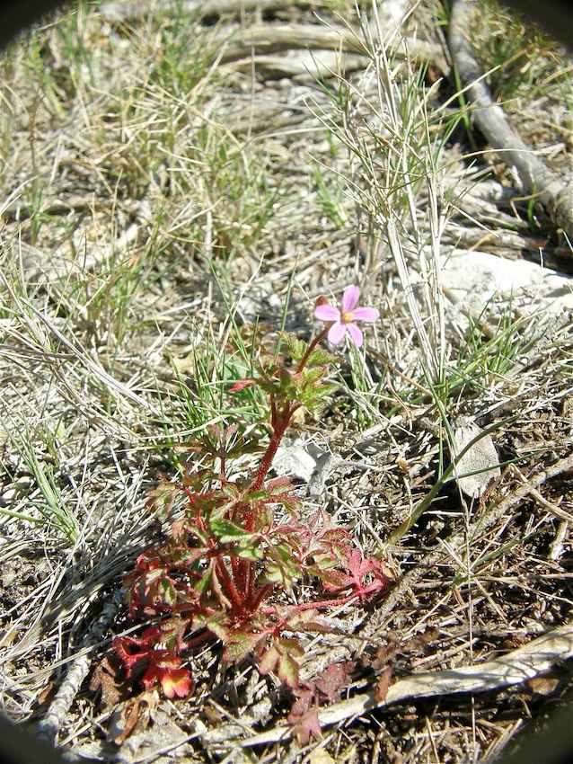 Géranium pourpre (robertianum subsp robertianum) - Geraniaceae