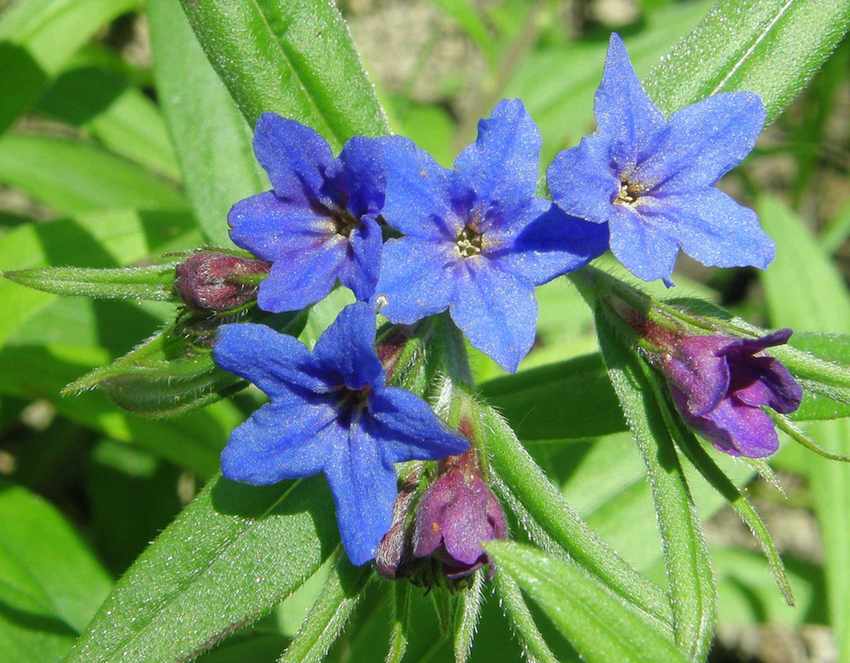 Grémil bleu - Buglossoides purpurocaerulea