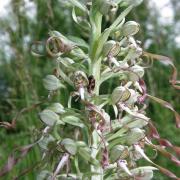 Hymantoglossum hircinum - Orchis bouc 2
