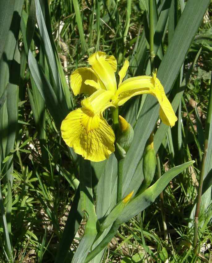 Iris des marais - Iris pseudocarus