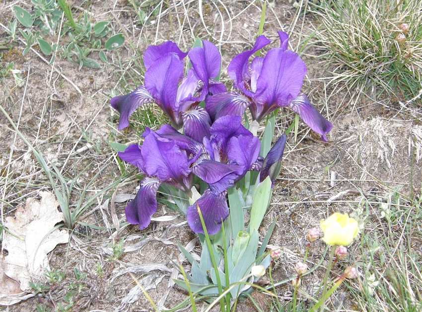 Iris nain mauve - Iris lutescens - Iridaceae