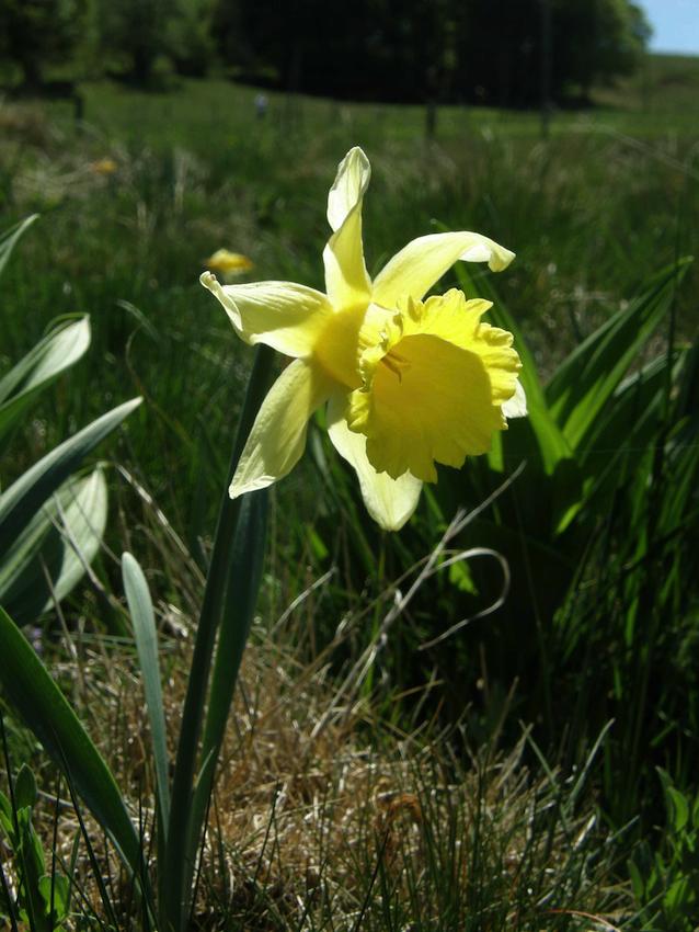 Jonquille - Narcissus pseudonarcissus