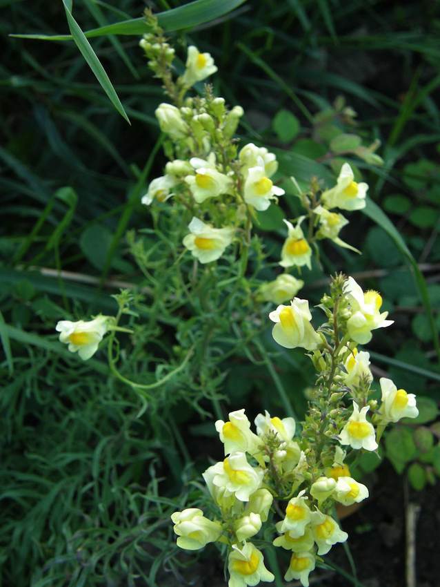 Linaire commune - Linaria vulgaris