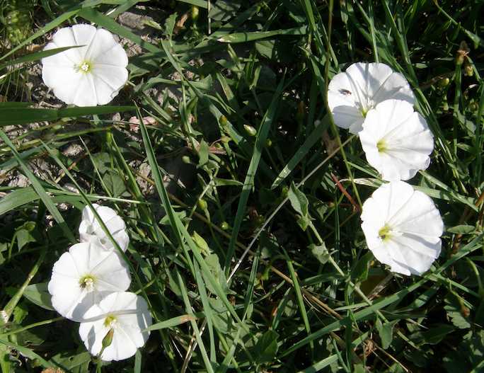 Liseron blanc des champs - Convolvulus arvensis