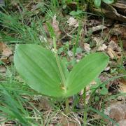 Listera ovata - Listère à feuilles ovales