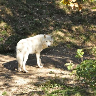 Loup blanc 1