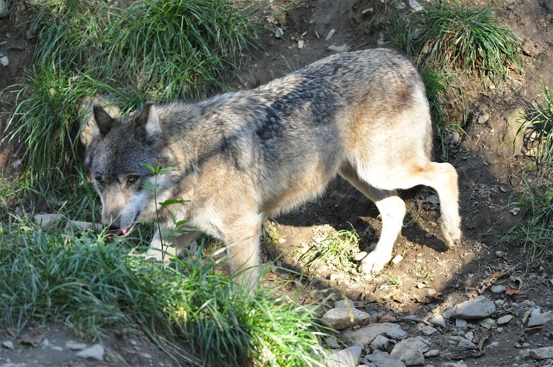 Loup gris 1