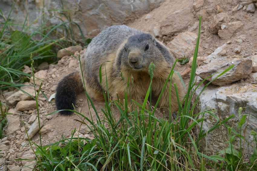 Marmotte des Pyrénées - Marmota marmota