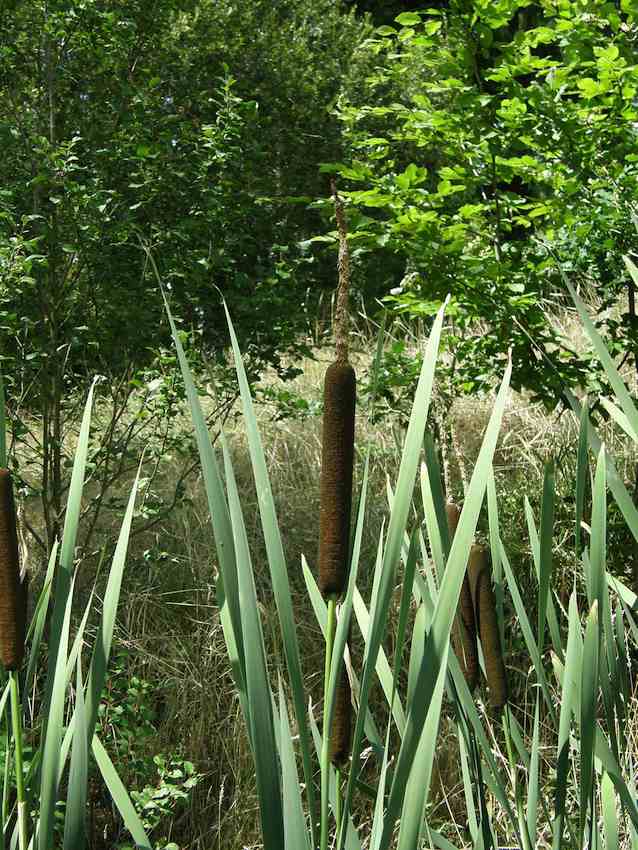 Massette à feuilles larges - Typha latifolia