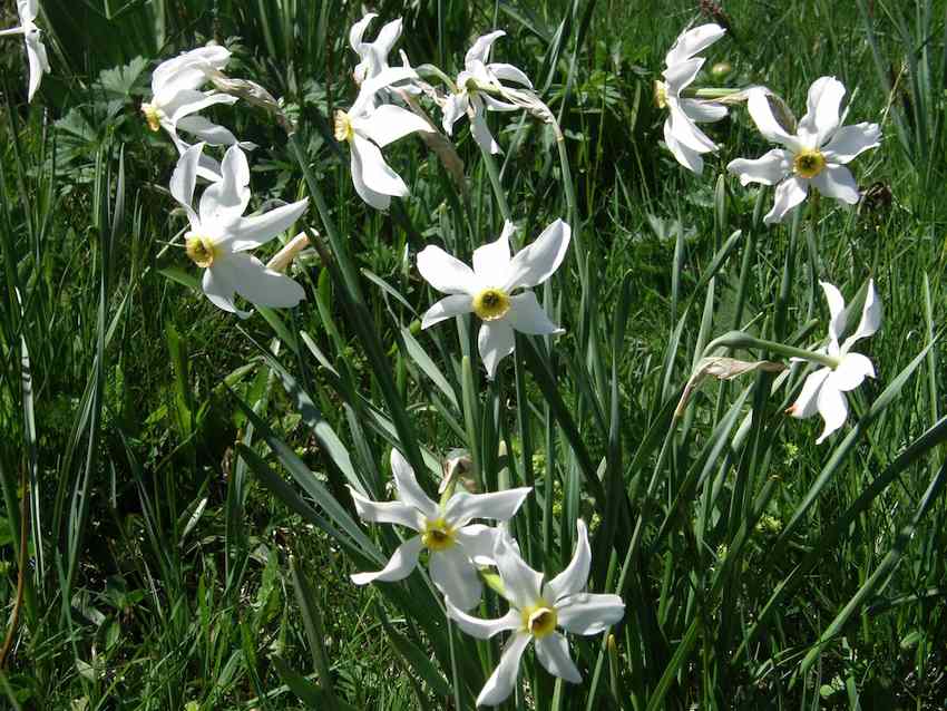 Narcisse - Narcissus poeticus