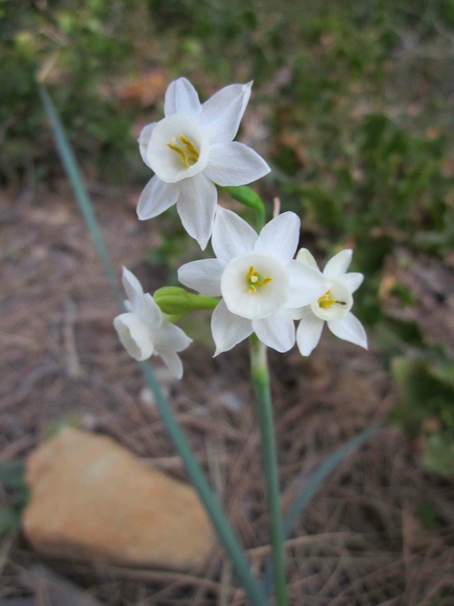 Narcissus tortifolius - Amaryllidaceae