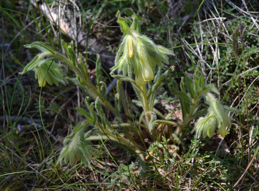 Onosma fatiguée - Onosma fastigiata - Boraginaceae