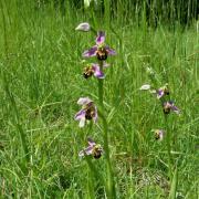 Ophrys apifera - Ophrys abeille 1