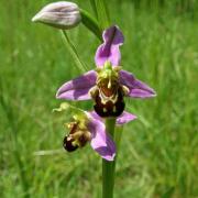 Ophrys apifera - Ophrys abeille  2