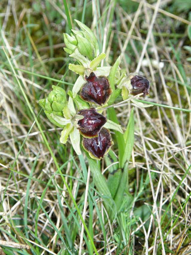 Ophrys aranifera - Ophrys araignée 1