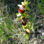 Ophrys aranifera - Ophrys araignée 2
