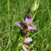 Ophrys scolopax - Ophrys bécasse 2