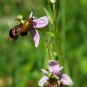 Ophrys scolopax - Ophrys bécasse 3