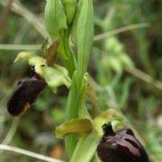 Ophrys sphegodes - Ophrys araignée 1