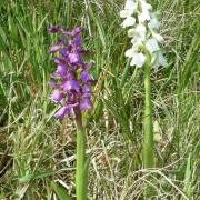Orchis morio - Orchis bouffon