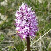 Orchis simia - Orchis singe 1