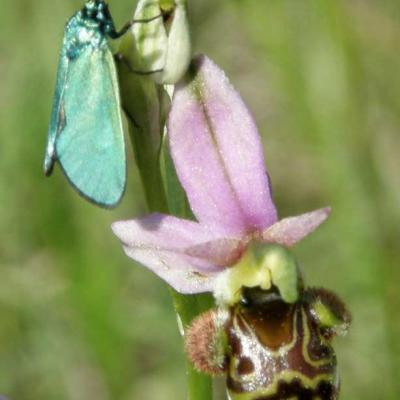Papillon Adscita: Ophrys scolopax